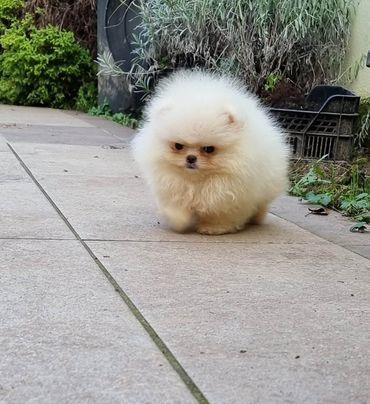 Pomeranac Boo, Tea cup  pomeranian 