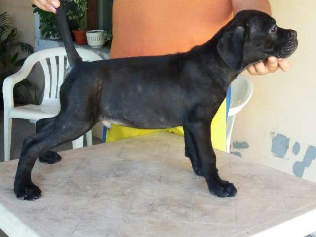 Cane-Corso-vrhunskog-porekla-
