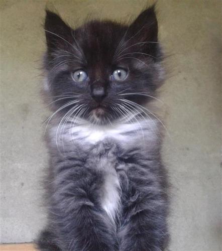 Maine coon i sibirka