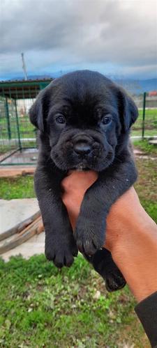 Štenad cane corso