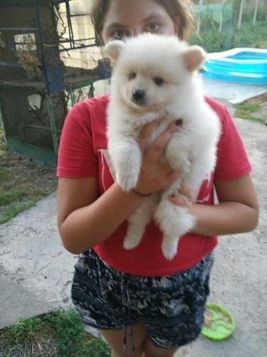 Pomeranac spic
