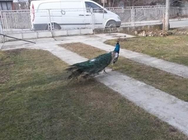 Prodaja-paunova