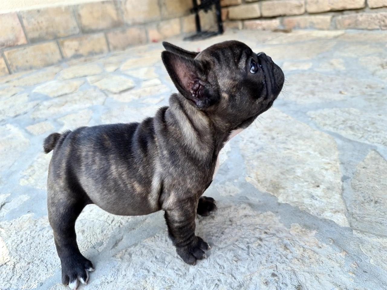 Francuski-buldog--M--10-nedelja