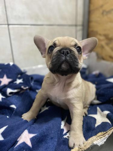 Francuski buldog