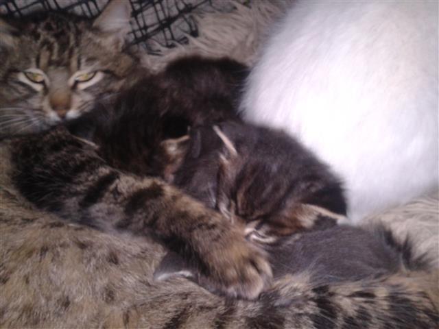 Maine-coon-i-sibirka
