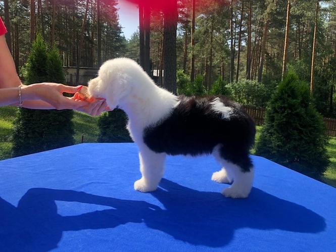 Čau čau i bobtejl štenci na prodaju 