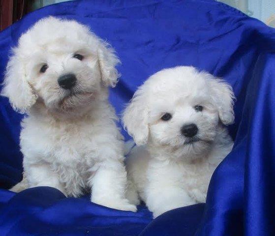 Kovrdzavi bison BICHON FRISE sampionskog porek