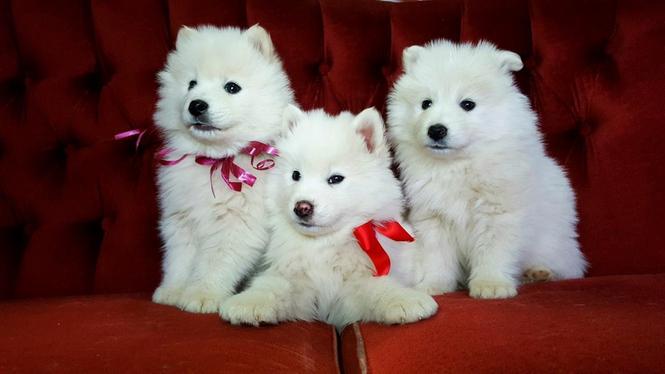 Samojed štenci