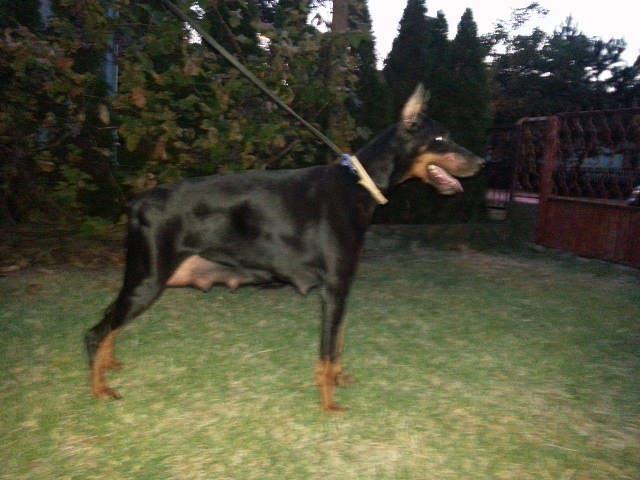 DOBERMAN-stenci---crni-muzjaci