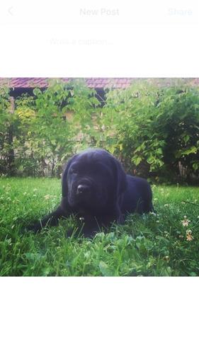 Cane corso štene