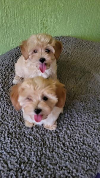 Maltipoo-stenci