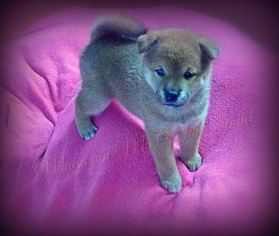 SHIBA INU - zensko stene vrhunskog porekla