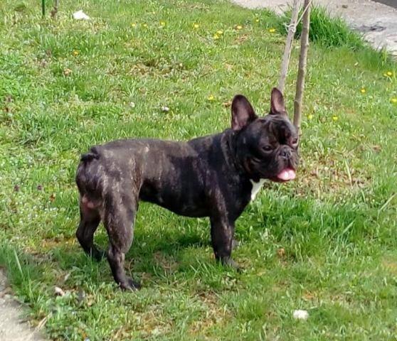 Francuski buldog 