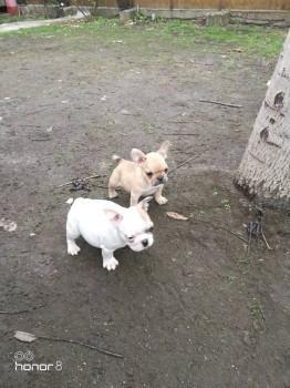 Francuski-buldog--stenad-