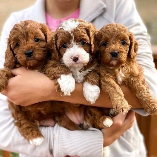 KC reg CAVAPOO štenci