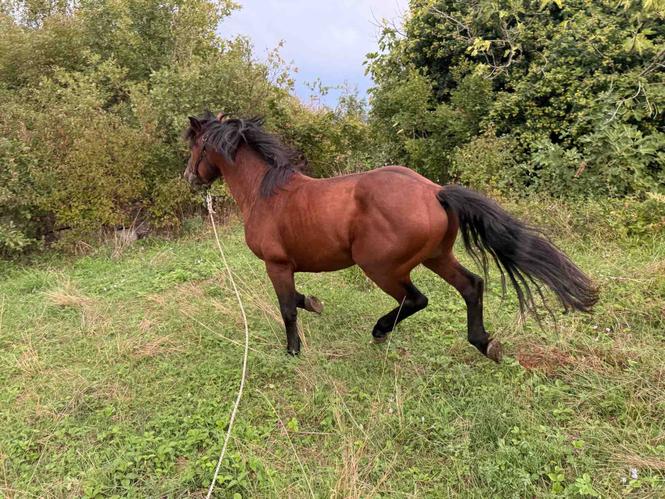 Pastuv