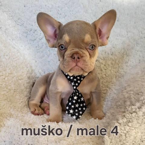 Francuski-buldog-egzotik-štenci