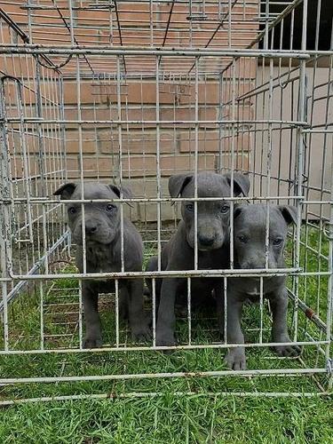 Pit bull, PABLO & REA 