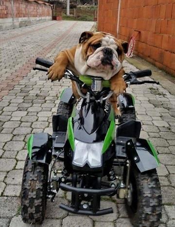 Engleski buldog štenad