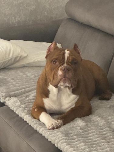 Muzjak -American Bully Exotic Merle