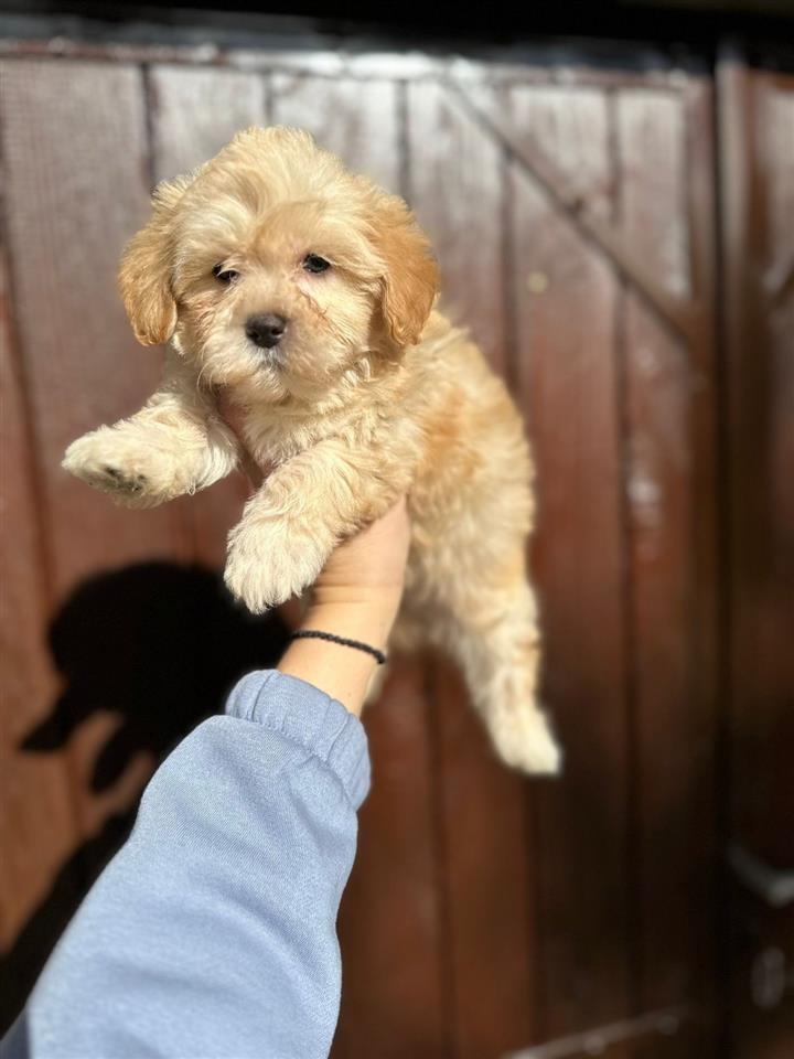 Maltipoo-vrhinske-genetike