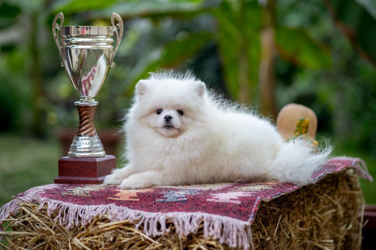 Pomeranac-štenci-