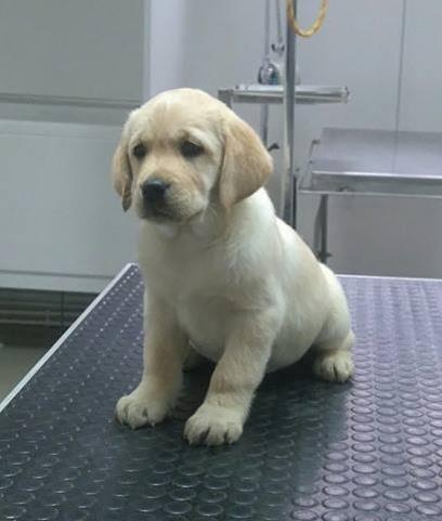LABRADOR RETRIVER - novo vrhunsko leglo