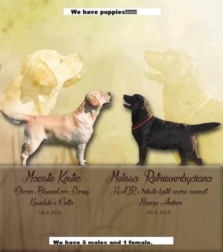 Labrador Retriver štenci 