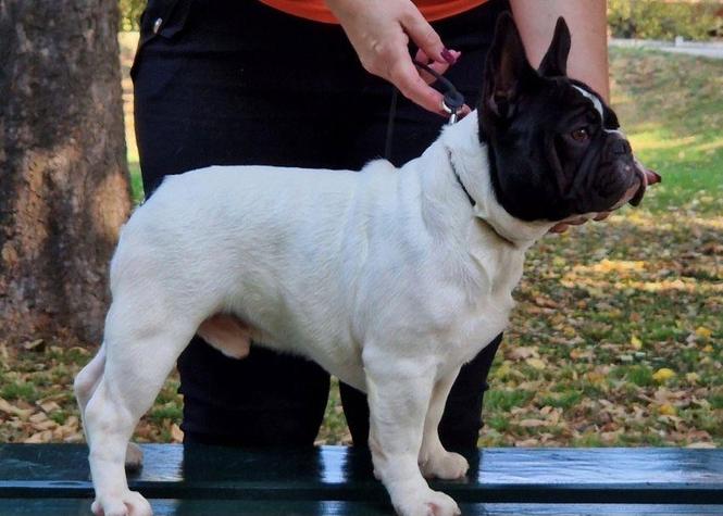 Francuski buldog muzijak
