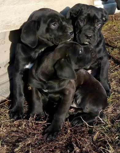 Cane corso štenci