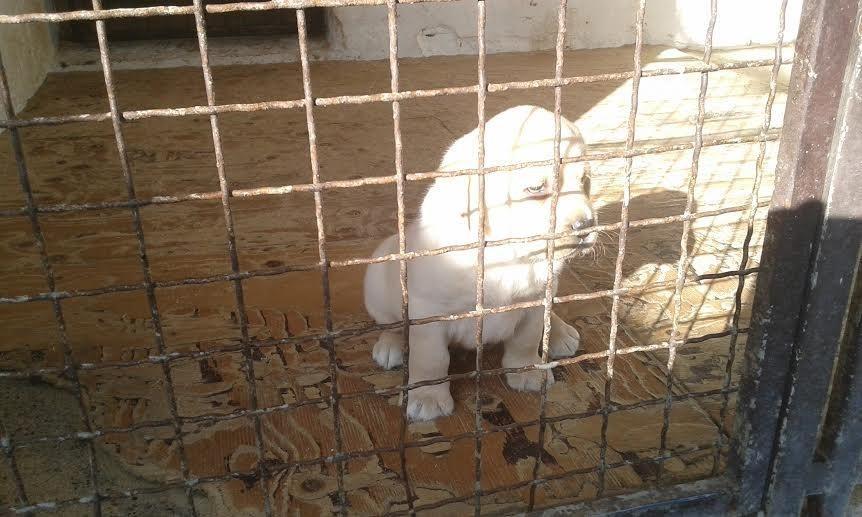 Labrador-štenci