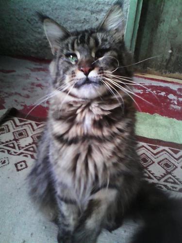 Maine coon mace,persijske i turska angora