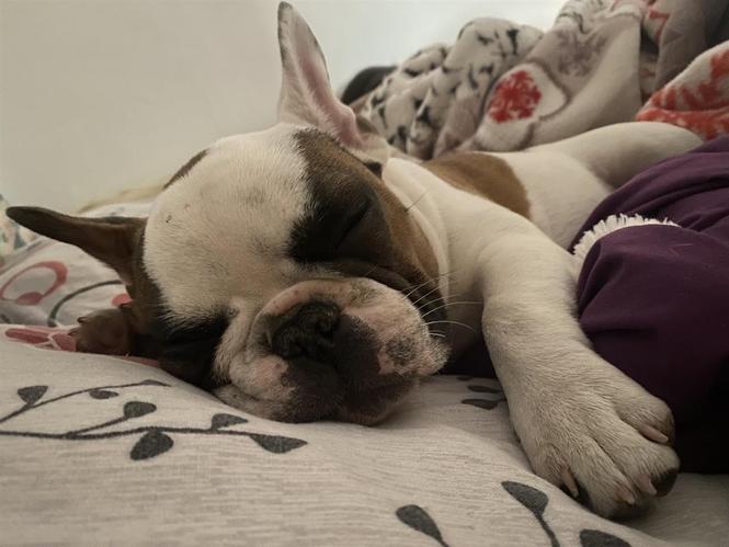 Francuski buldog štene