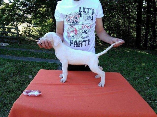 Dogo Argentino