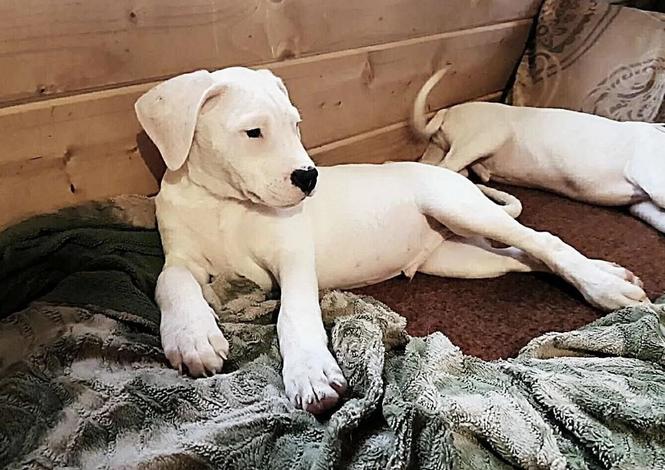 Dogo Argentino i Bulterijer stenci
