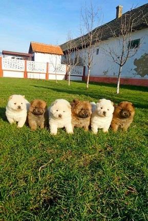Chow chow cau cau stenad