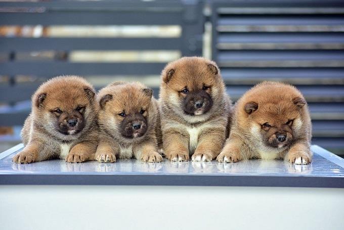 Shiba-Inu-