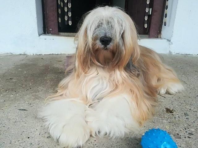 Tibetski terijer, štenci