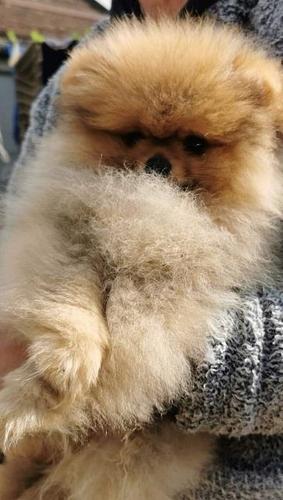 Pomeranac 
