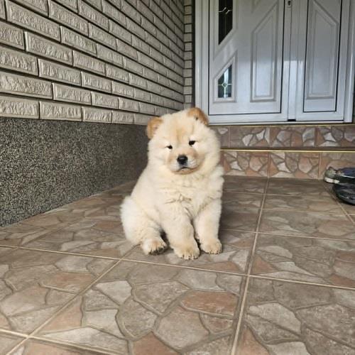 Čau-čau--Chow-chow--mužjaci