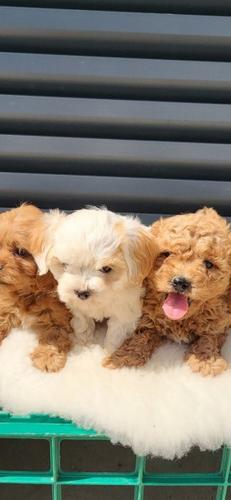Maltipoo-Cavapoo Cavapo-Kavapu stenci
