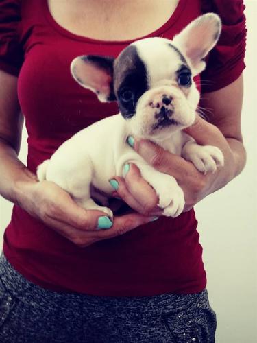 Francuski Buldog