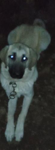 VRHUNSKI KANGAL