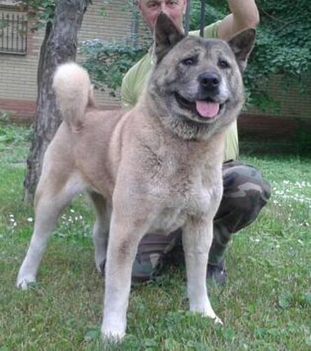 Americka akita mladi psi