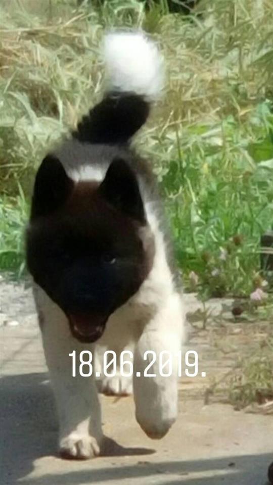Američka-akita-štenci