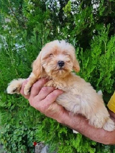Maltipoo štenci  