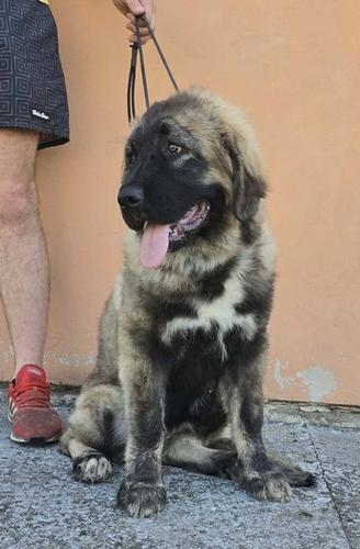 Kavkaski ovčar vrhunski štenci