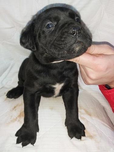 Cane corso štenci