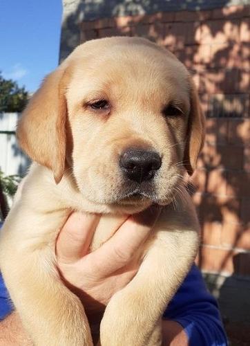 Labrador stenci