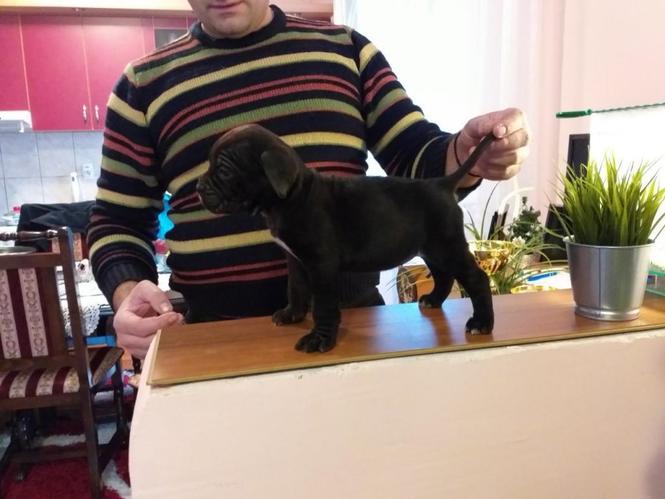 Cane corso štenci